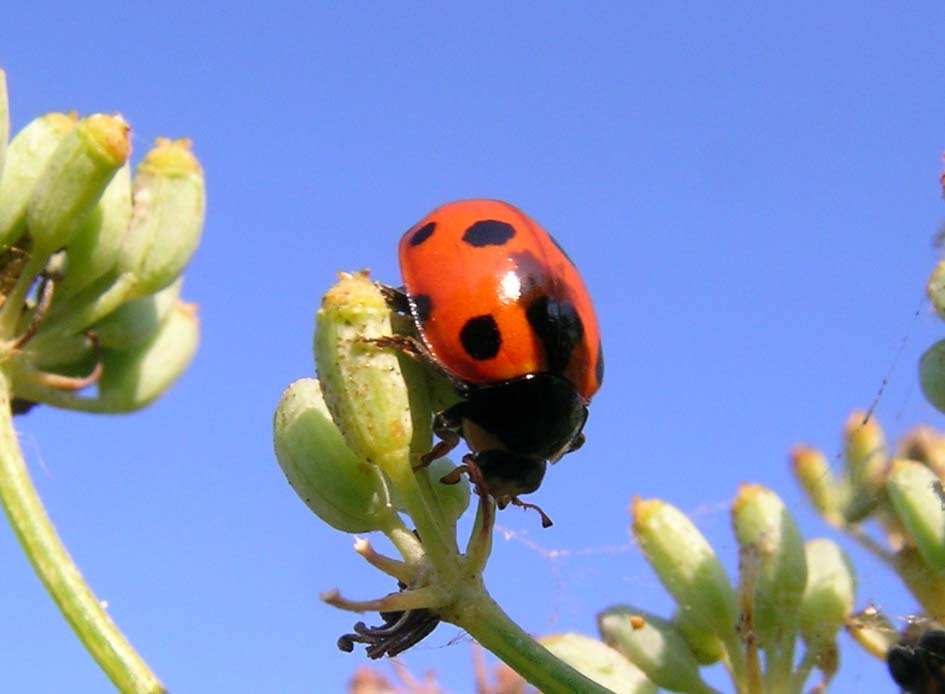 Coccinella undecimpunctata,,, anzi no, Ceratomegilla undecimnotata